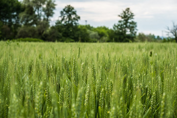 Wheat field with green ear spikes close up