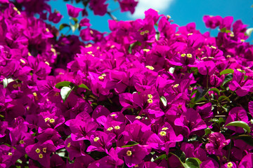 Fototapeta na wymiar Beautiful red or pink Bougainvillea flowers, plants and garden in Bodrum city of Turkey. View of beautiful garden at summer season in Bodrum town Turkey.