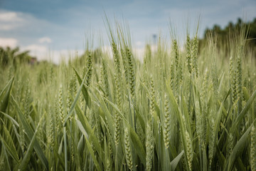 Obraz premium Green wheat ear spikes close up