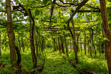 Naklejka premium Green terraced grape vineyard on a hill