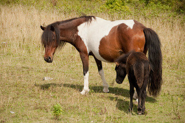 Color photo of the mares and foals at Grayson Highlands State Park in Virginia.