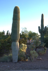 saguaro cactus