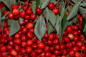 mature red delicious and sweet cherries