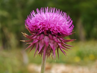 Lila Distelblüte