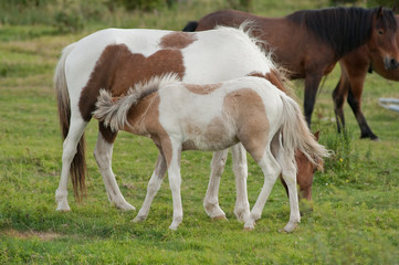 Obraz premium Color photo of the mares and foals at Grayson Highlands State Park in Virginia.