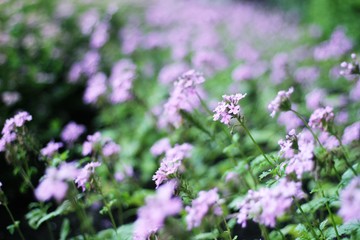 Beautiful Nature - Die Pracht Der Blüten