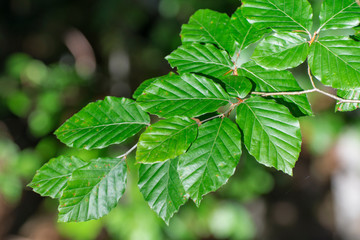 Beech branch with green leaves.