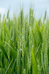 Fototapeta na wymiar Green wheat ear spikes close up