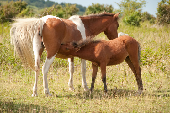 Color photo of the mares and foals at Grayson Highlands State Park in Virginia.