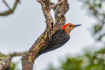 Woodpecker