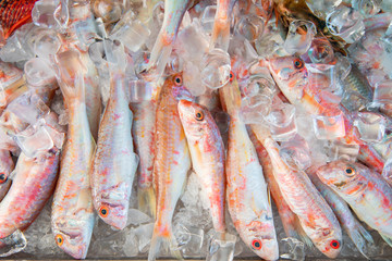 Fresh and raw red mullet fishes on ice. Seafood on ice at Fish Market. 