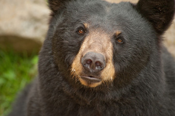 Close up of wild black bear face looking at camera