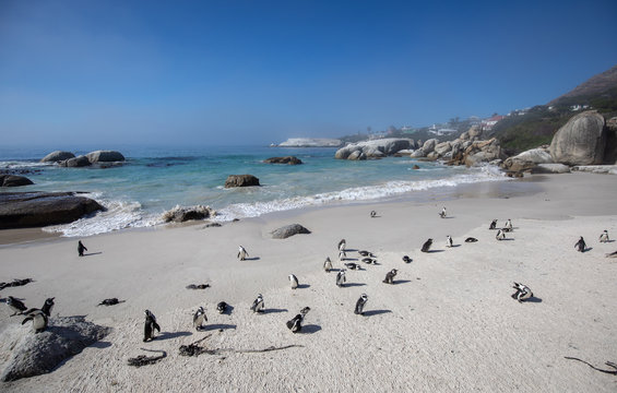 Manchots sur plage des Boulders