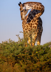 Girafe