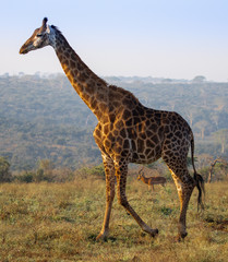Girafe et antilope