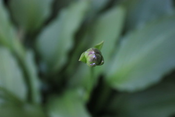 bug on leaf. lizard on leaf. bud on a green background. macro shot of a bud