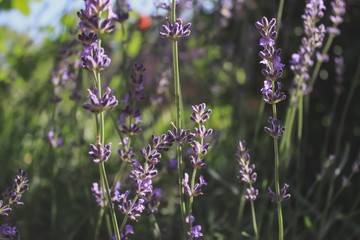 bee on flower. macro photography of lavender. lavender field.