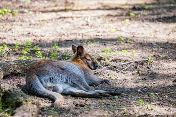 Bennett's tree-kangaroo or Dendrolagus bennettianus resting in captivity