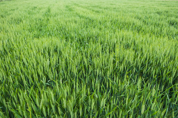 Green barley field background. Growth, cereals and agriculture