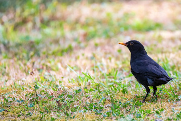 Cute male Common blackbird or Turdus merula on ground close
