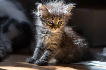 Little fluffy kitten sitting on the floor, flooded with the rays of the morning sun.