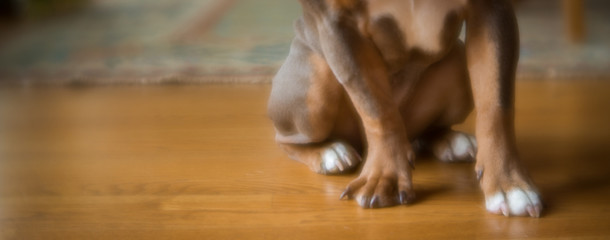 Soft focus panoramic photo of a lilac colored american bulldogs body. Does not show the face only the paws and body.