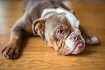 Looking down at a lilac colored american bulldogas it sits on the floor.