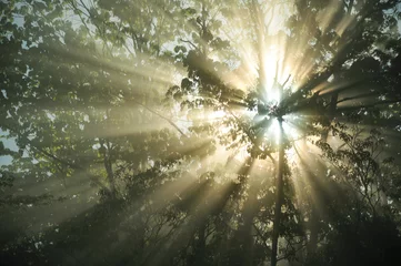 Fotobehang Mooie zonnestralen breken door de mist die door de bomen schijnt © jadimages