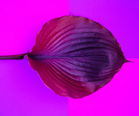 Fresh hosta leaf on colorful background for banners, seasonal cards, web design. Top view. Image is...