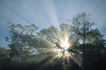 Warmth of the sun shines though the trees as the sun rays burst through the fog.