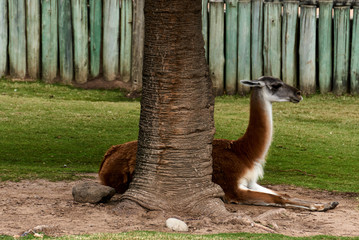 llama in the zoo