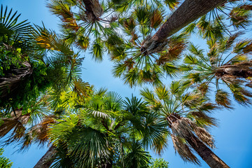 Bottom view of exotic fan-leaved palm trees against blue sky