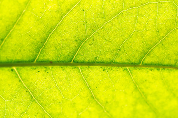 Fototapeta na wymiar Close up green leaf texture for natural background