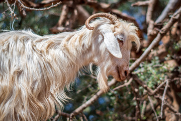 Close up view of one goat standing (climbing) on the argan tree, Essaouira, Morocco.