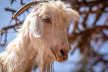 Close up view of one goat head. Sheep on the argan tree, Essaouira, Morocco.