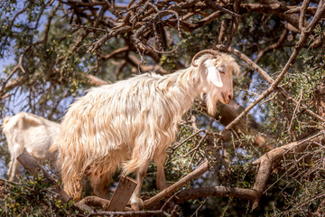 Close up view of one goat standing (climbing) on the argan tree, Essaouira, Morocco.