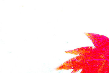 Isolated maple leaf painted on concrete in brilliant red autumn color.