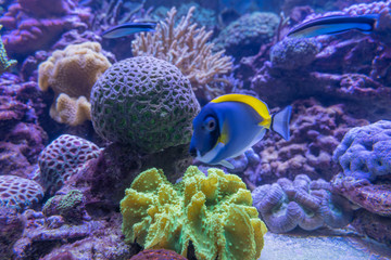 Carnas, France - 06 10 2019: Beautiful aquarium in salt water