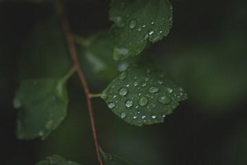 Raindrops on a bush
