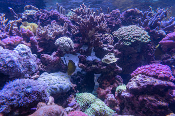 Naklejka na ściany i meble Carnas, France - 06 10 2019: Beautiful aquarium in salt water