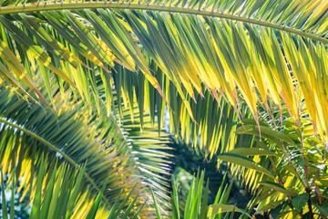 Bright green palm leaves in sun light