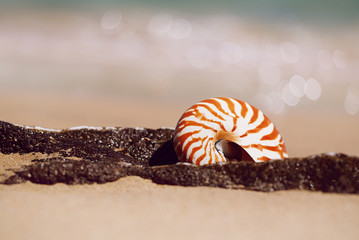 seashell nautilus on sea beach with waves under  sun light