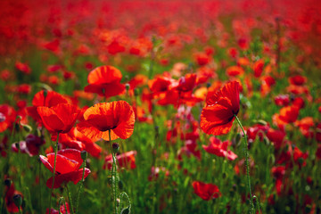 Poppy flowers meadow - 274309221