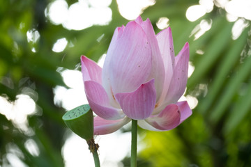 Lotus is a flower that symbolizes happiness and peace of Buddhists.