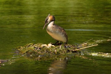 Waterfowl bird of great crested grebe on drifting nest with eggs