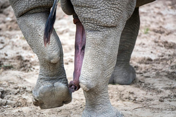Back view of legs and trunk of Asian elephant or elephas maximus