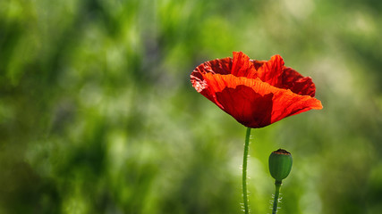 Obraz premium .Single wild red poppy flower on green meadow