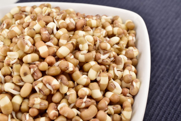 sprouts in bowl, macro image of sprouts, mung sprouts