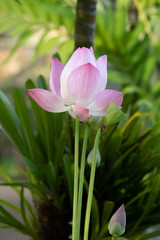 Lotus is a flower that symbolizes happiness and peace of Buddhists.