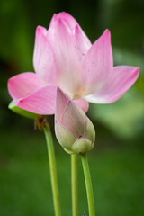 Fototapeta premium Lotus is a flower that symbolizes happiness and peace of Buddhists.
